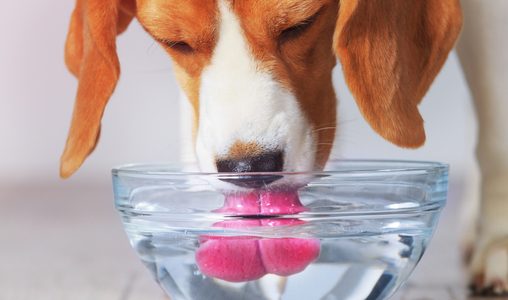 On the importance of water in dog health